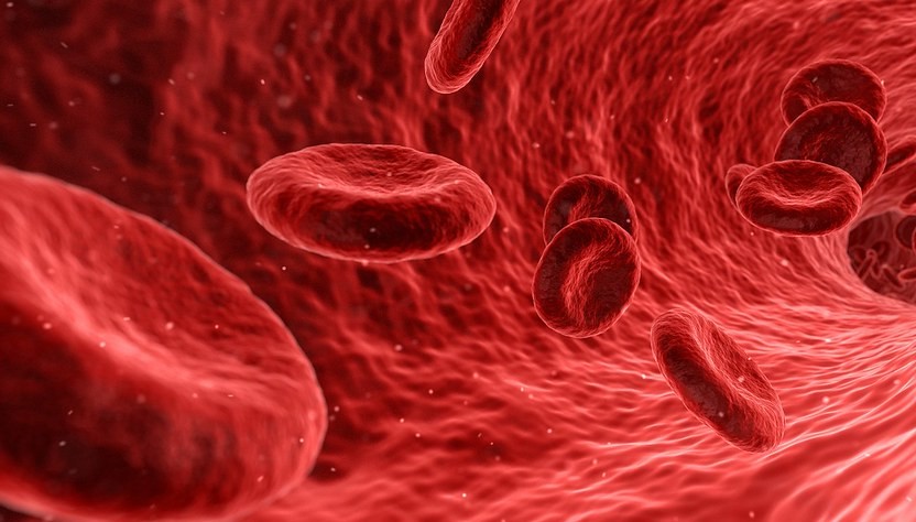 Visual illustration of blood cells moving inside the body.